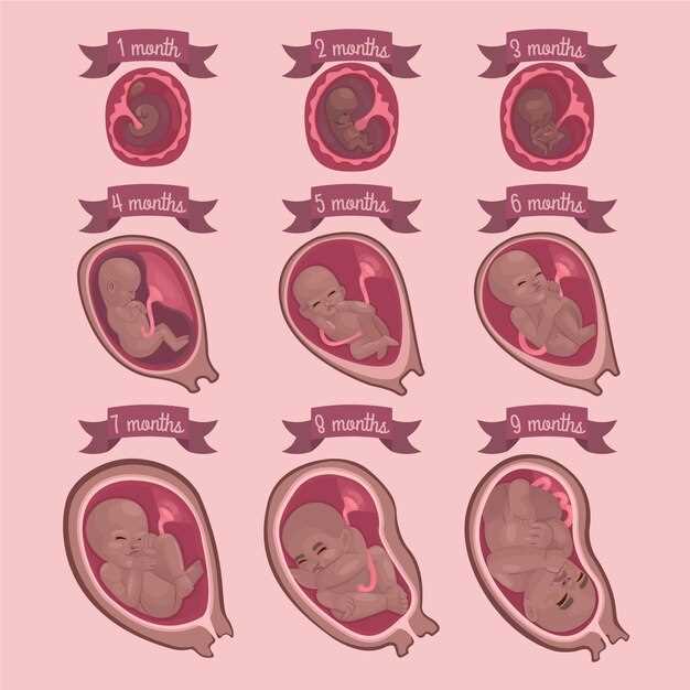 Эмбрион на 3 неделе: питание и обмен веществ