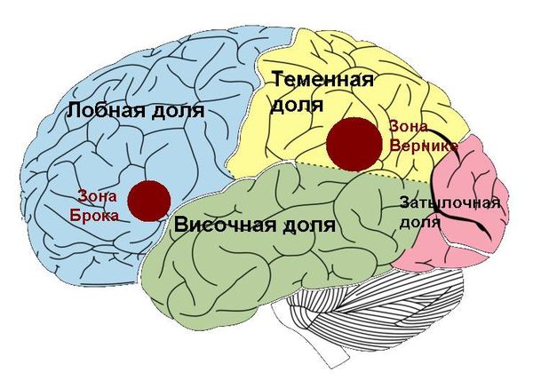 Речевые зоны головного мозга